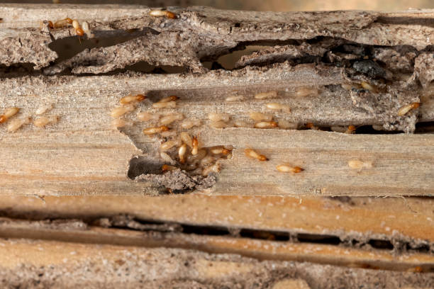 Best Exterminator Services  in Westfield, MA
